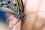 Zebra Butterfly